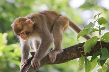 Kam Shan Country Park içindeki maymunu