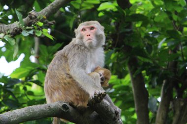 maymun Kam Shan Country Park, hk