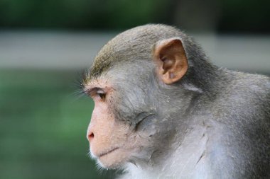 maymun Kam Shan Country Park, hk