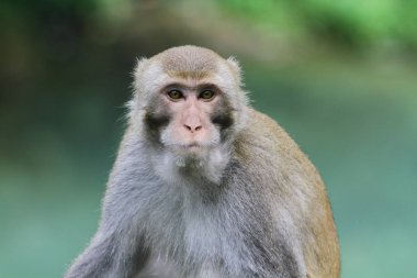 maymun Kam Shan Country Park, hk