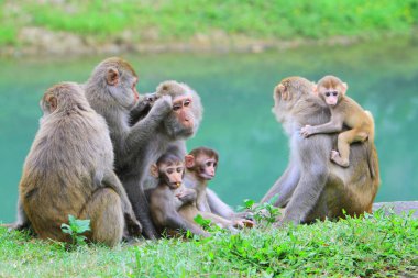 maymun Kam Shan Country Park, hk