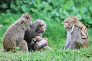 maymun Kam Shan Country Park, hk