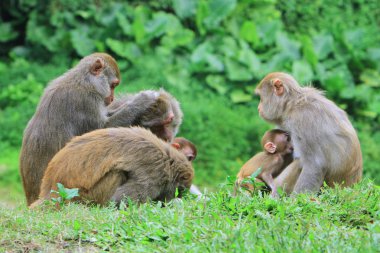 maymun Kam Shan Country Park, hk