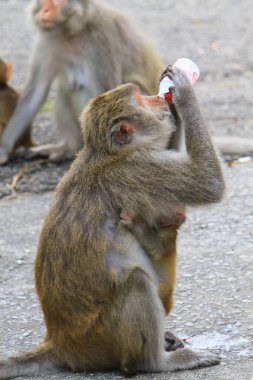 maymun Kam Shan Country Park, hk