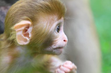 maymun Kam Shan Country Park, hk