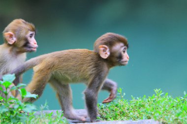maymun Kam Shan Country Park, hk