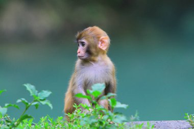 maymun Kam Shan Country Park, hk