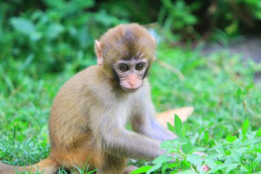 maymun Kam Shan Country Park, hk