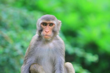 maymun Kam Shan Country Park, hk