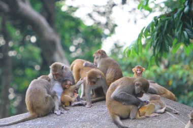 maymun Kam Shan Country Park, hk