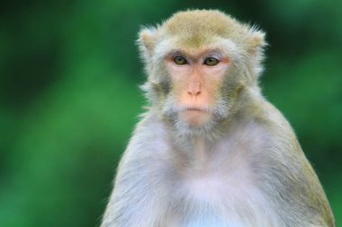 maymun Kam Shan Country Park, hk