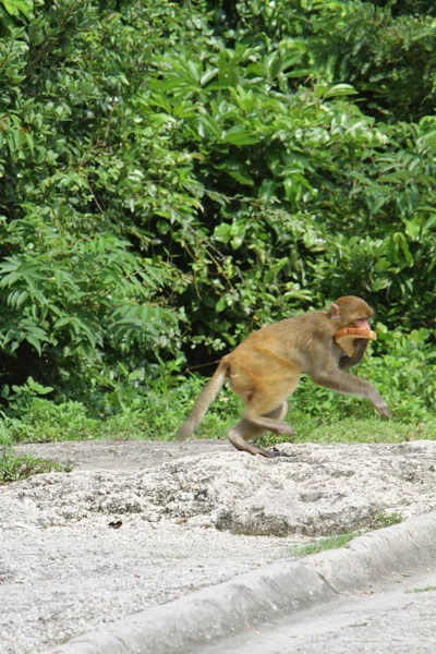 Monkey Kam Shan Country Park — Stock Photo, Image