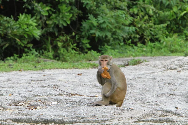 Der Affe Landschaftspark Kam Shan — Stockfoto