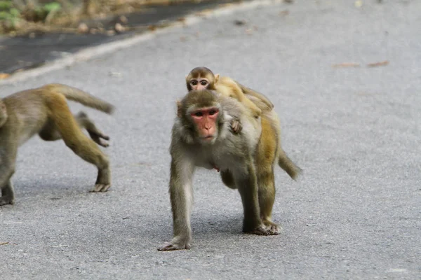 Macaco Kam Shan Country Park — Fotografia de Stock