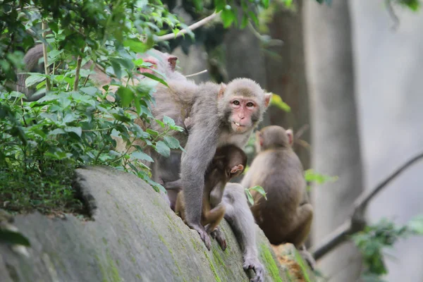 Mono Kam Shan Country Park — Foto de Stock