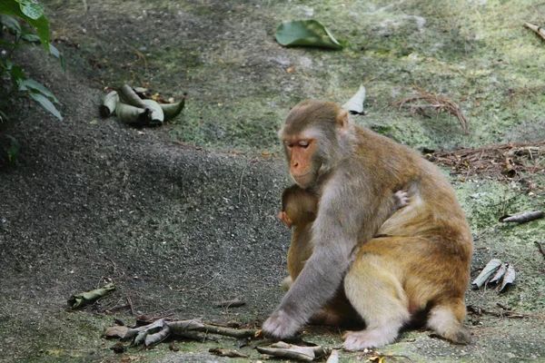 Scimmia Nel Kam Shan Country Park — Foto Stock