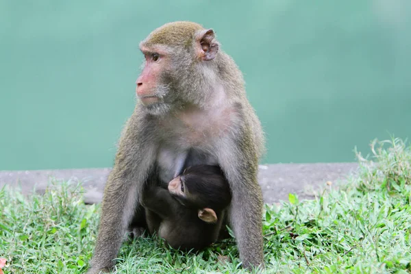 Małpa Kam Shan Country Park — Zdjęcie stockowe