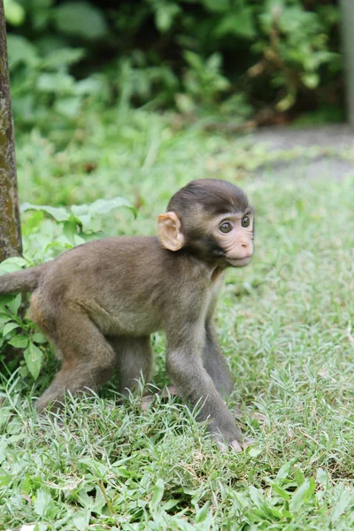 Der Affe Landschaftspark Kam Shan — Stockfoto