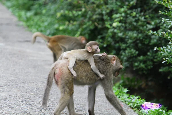 カム山の国公園 香港の猿 — ストック写真