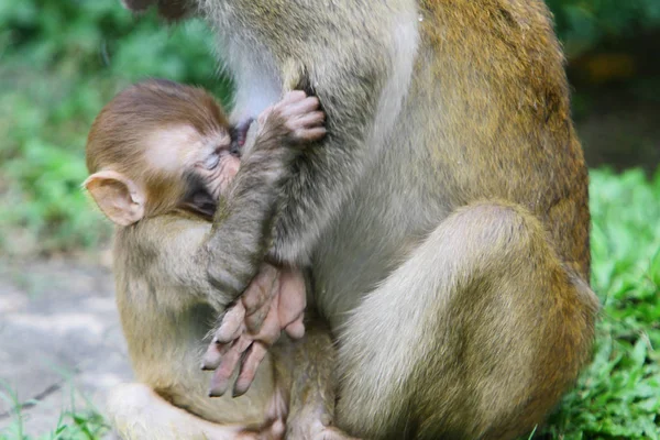 Singe Dans Kam Shan Country Park — Photo