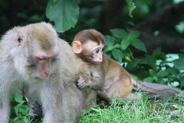 Monyet Kam Shan Country Park — Stok Foto