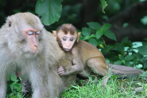 Monkey Kam Shan Country Park — Stok Foto