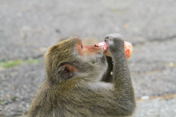 Πίθηκος Στο Kam Shan Country Park — Φωτογραφία Αρχείου