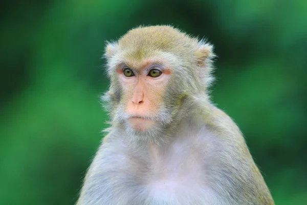 香港锦山郊野公园的猴子 — 图库照片