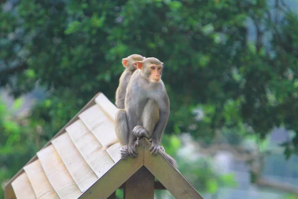 Monkey Kam Shan Country Park — Stok Foto
