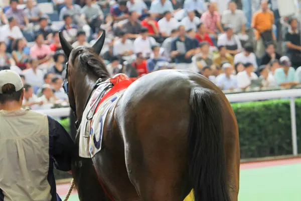 香港で最も権威あるレースの — ストック写真