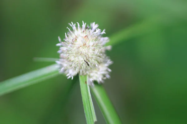 緑の新鮮な植物の草の背景のクローズ アップ — ストック写真