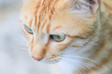 Ana kapıdan hong kong kedi daha az