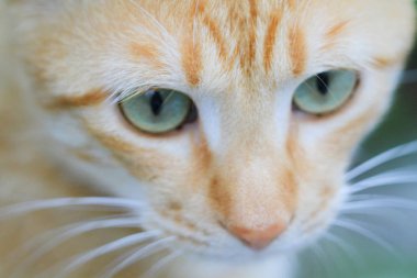 Ana kapıdan hong kong kedi daha az