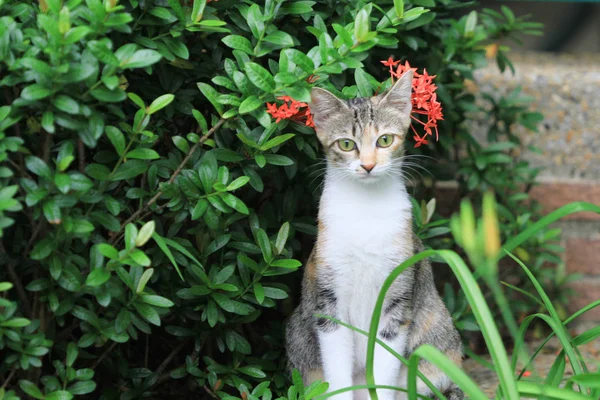 Casa Meno Gatto Hong Kong Fuori Porta — Foto Stock