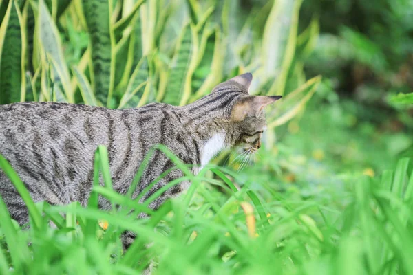 Casa Menos Gato Hong Kong Fora Porta — Fotografia de Stock