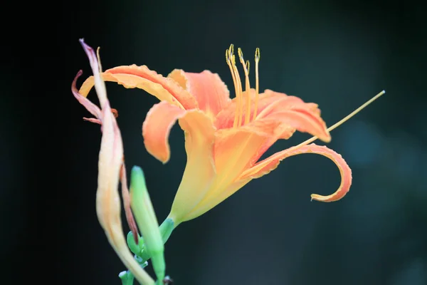 orange lilies are isolated at nature back ground