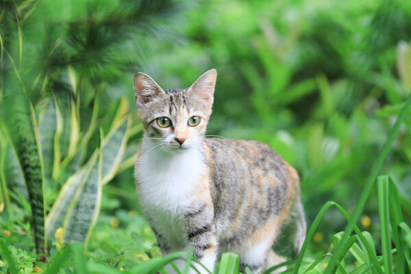 the home less cat at hong kong out door