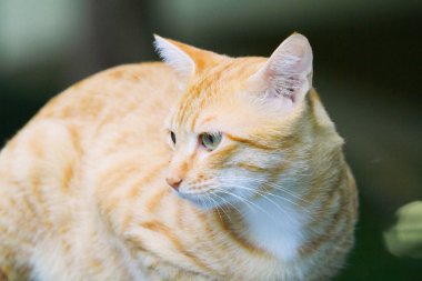 Ana kapıdan hong kong kedi daha az