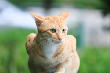 Ana kapıdan hong kong kedi daha az