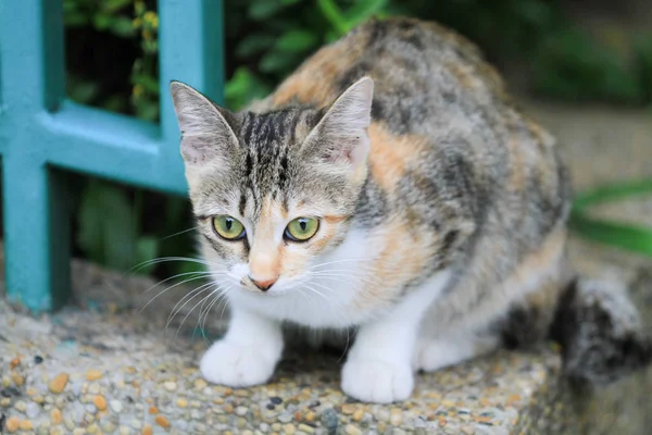 Casa Meno Gatto Hong Kong Fuori Porta — Foto Stock