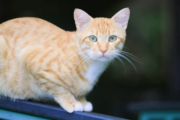 Maison Moins Chat Hong Kong Dehors Porte — Photo