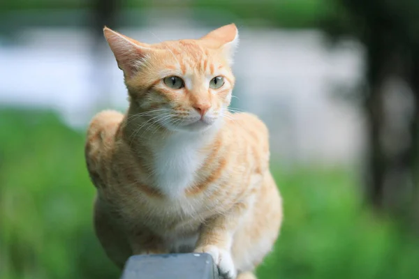 Die Häusliche Katze Ong Kong Vor Der Tür — Stockfoto