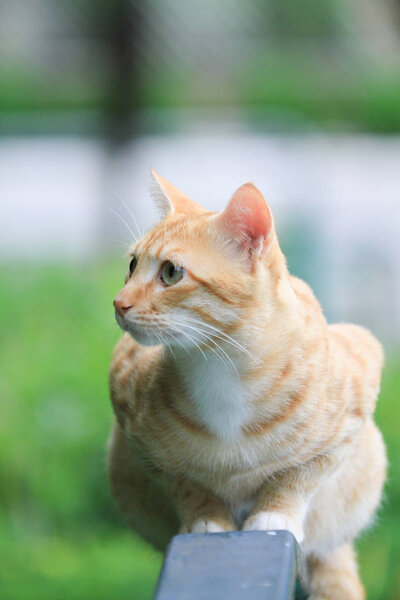 the home less cat at hong kong out door