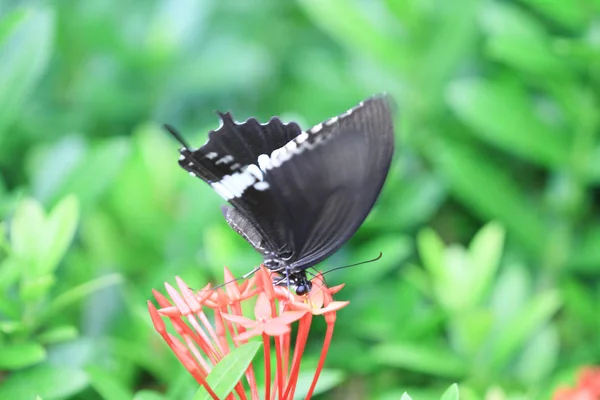 Makrofoto Eines Schönen Schwarzen Tropischen Schmetterlings — Stockfoto