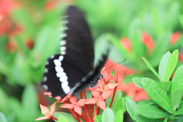 Makrofoto Eines Schönen Schwarzen Tropischen Schmetterlings — Stockfoto