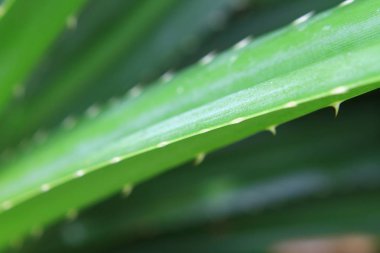 hong kong adasında çim doğası
