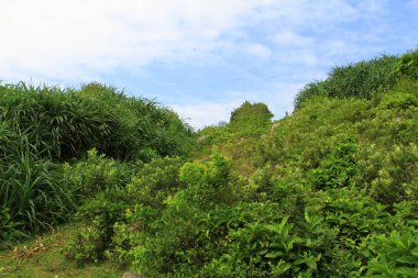 hong kong adasında çim doğası