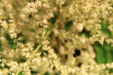 hong kong adasında çim doğası