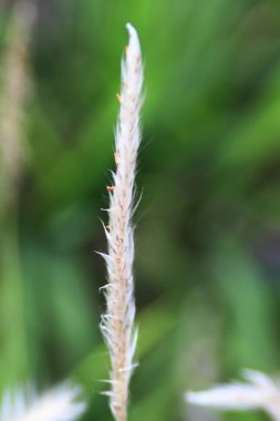 bir bitki batma güneş ışığında kadar yakın