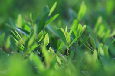 bir bitkinin yaprak yeşil yakın çekim